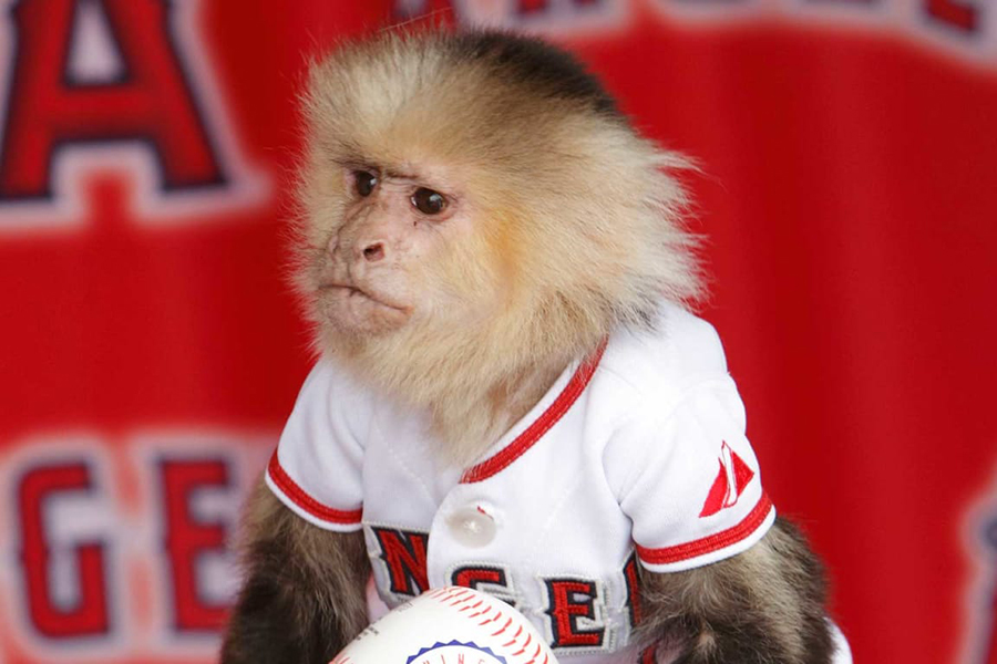 APBL Week 12 Recap: Angels Soar, Tigers Roar, Giants Stumble